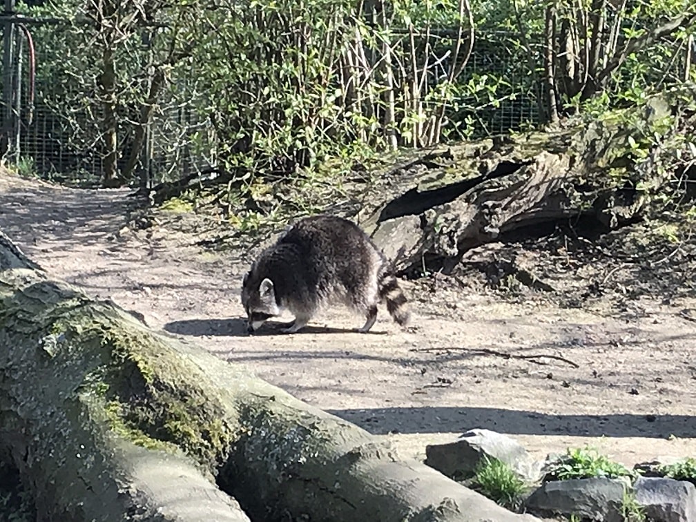 ケルン動物園のアライグマ