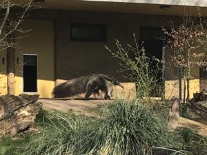 ケルン動物園のアリクイ