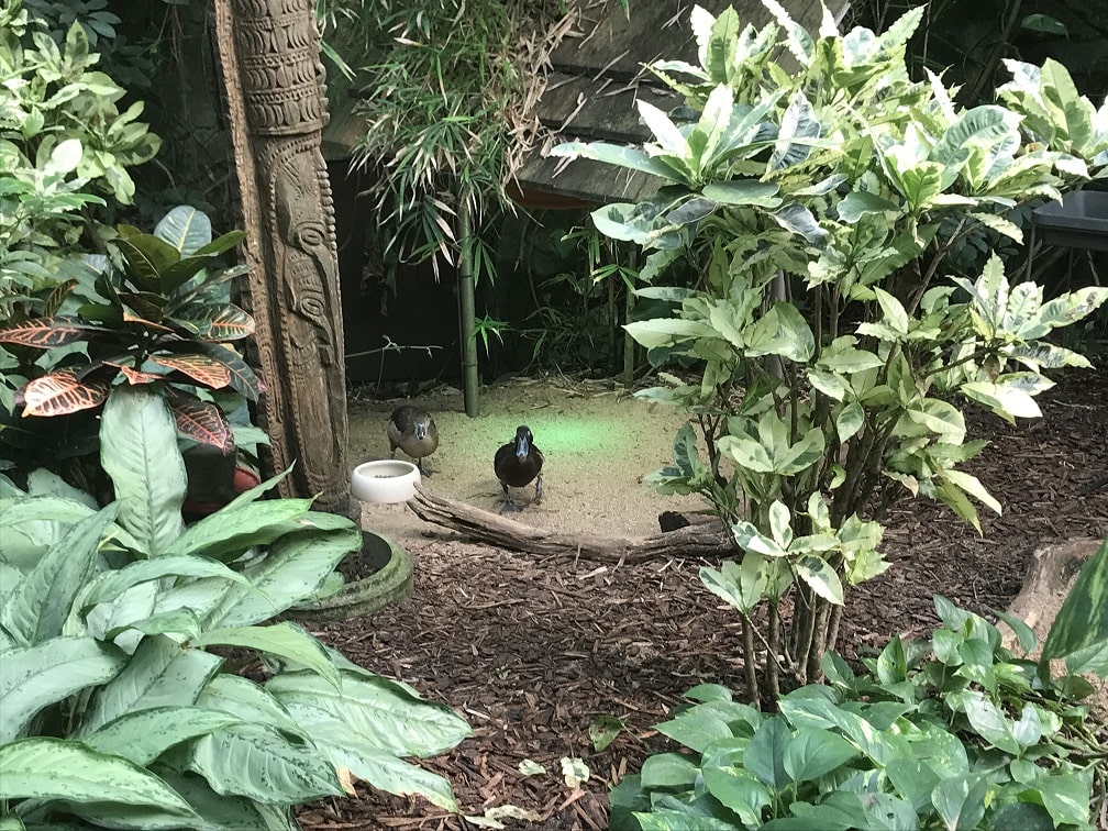 ケルン動物園の熱帯雨林