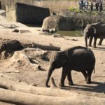 ケルン動物園のゾウ