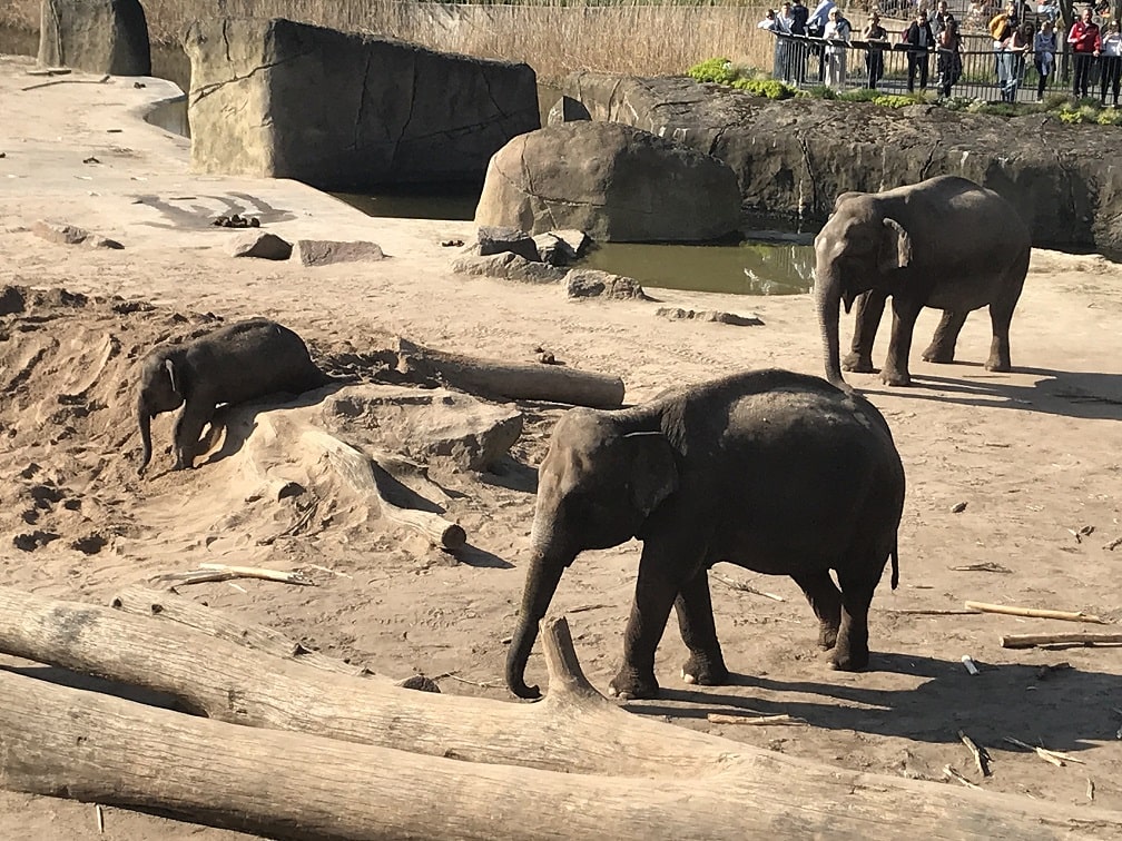 ケルン動物園のゾウ