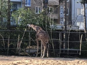 ケルン動物園のキリン