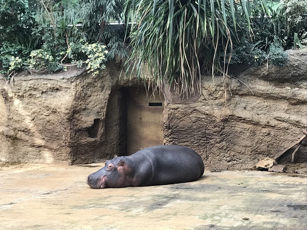 ケルン動物園のカバ