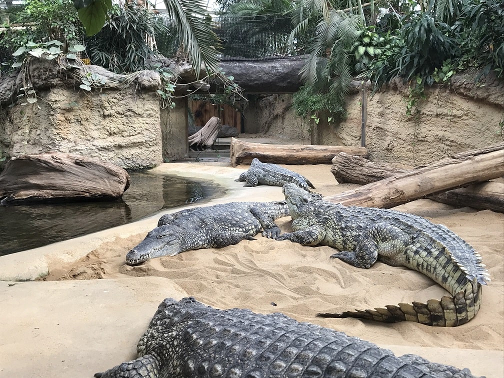 ケルン動物園のワニ