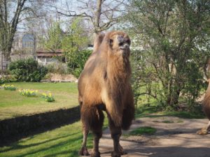 ケルン動物園のラクダ