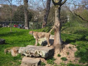 ケルン動物園のチーター