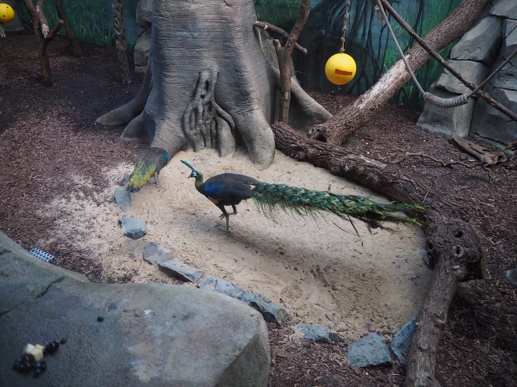 ケルン動物園の孔雀