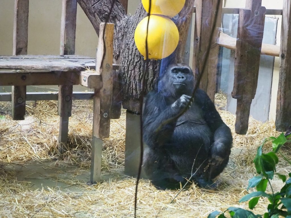 ケルン動物園のゴリラ