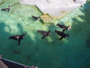 ケルン動物園のペンギン