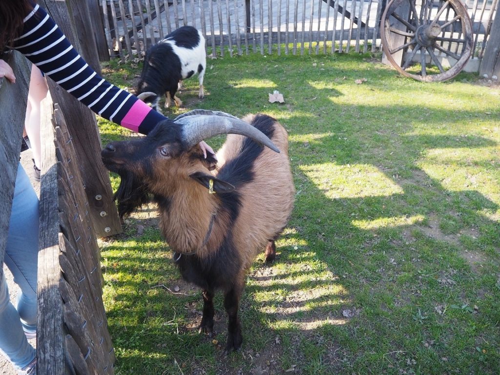 ケルン動物園のふれあい広場