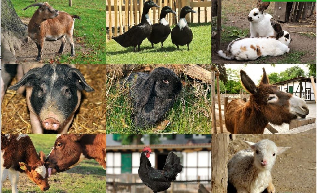 ケルン動物園のふれあい可能な動物