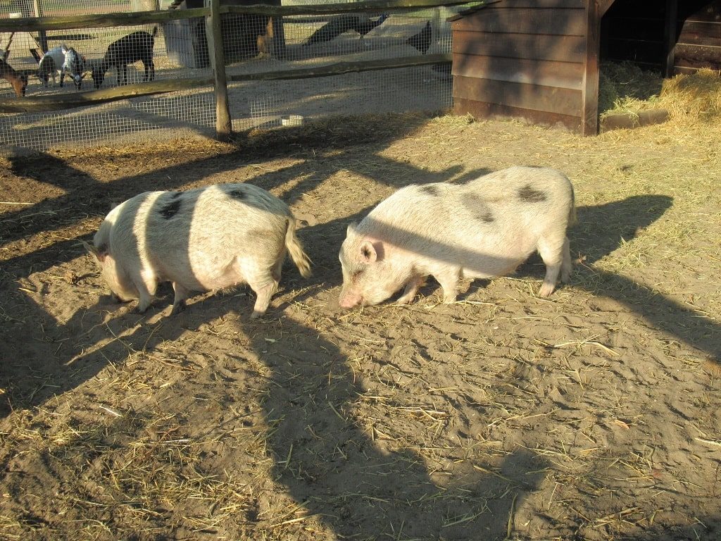 キューケンホフ公園の動物触れ合いの場