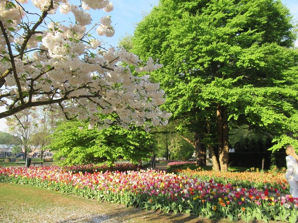 キューケンホフ公園のチューリップ