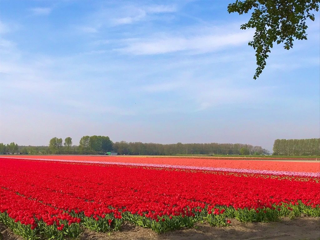 キューケンホフ公園周辺のチューリップ農園