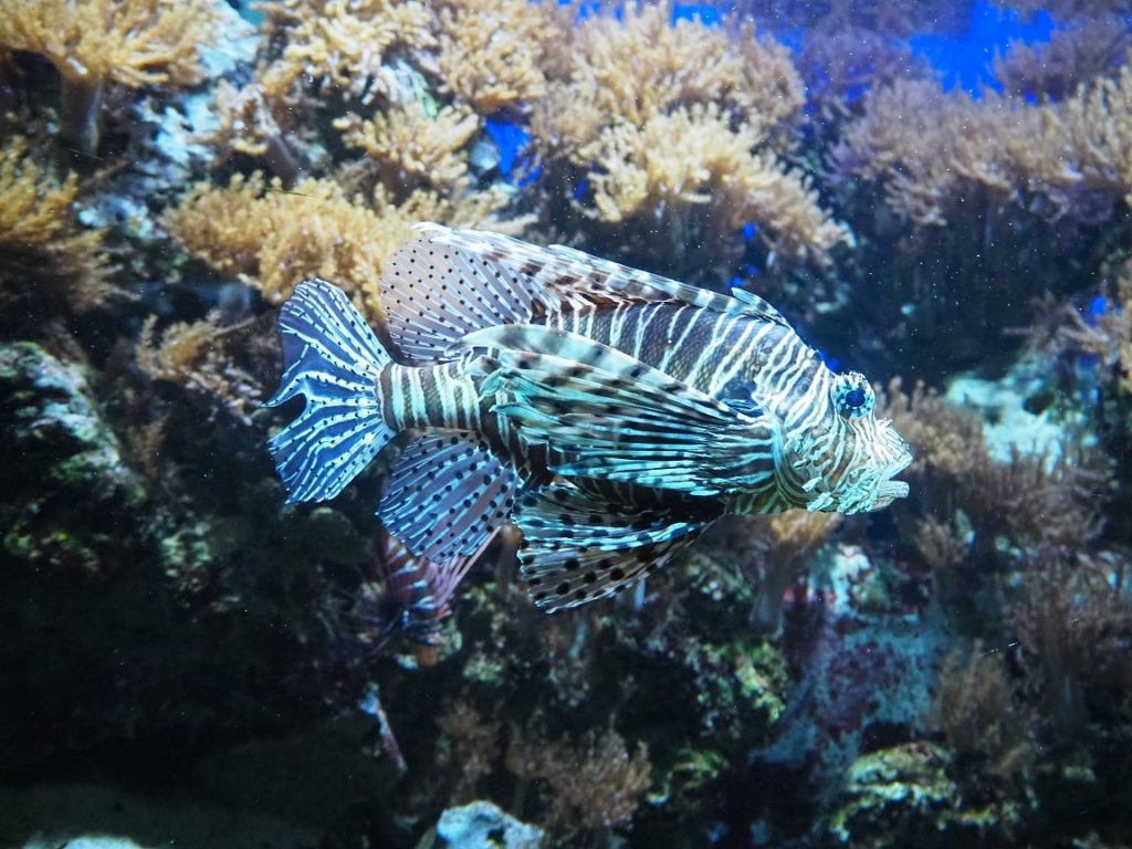 ケルン水族館の魚