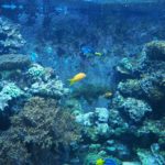 ケルン水族館の様子