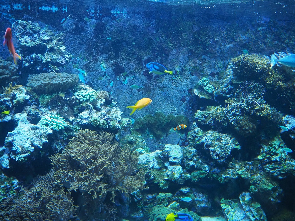 ケルン水族館の様子