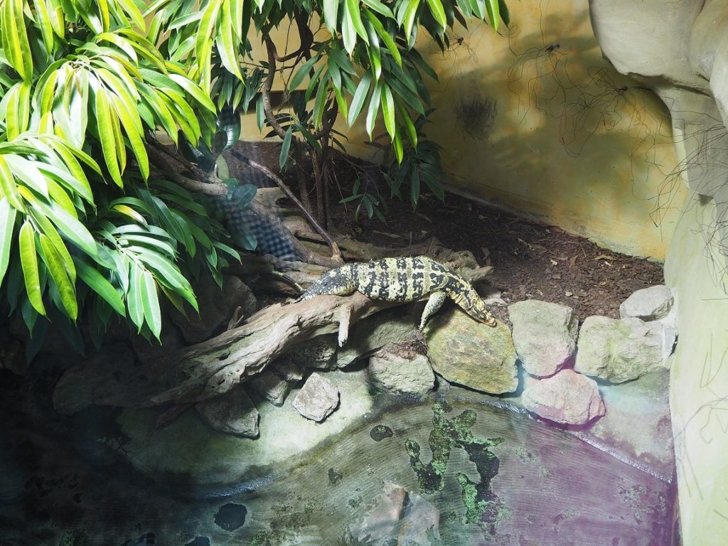 ケルン水族館の爬虫類