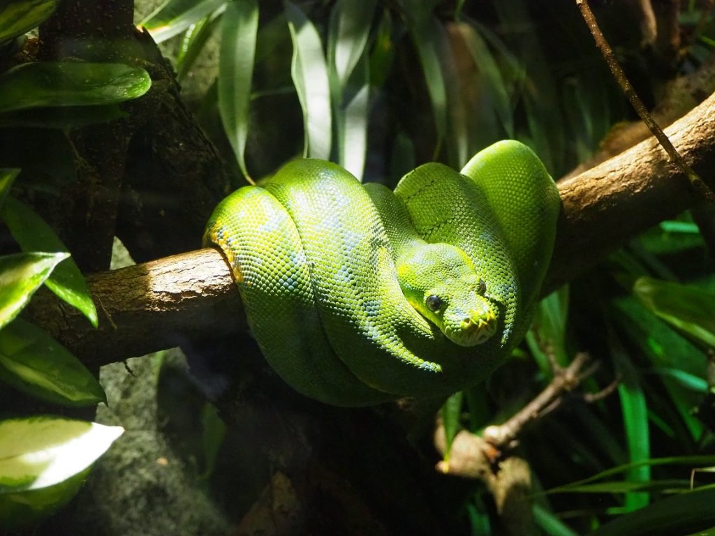 ケルン水族館の爬虫類