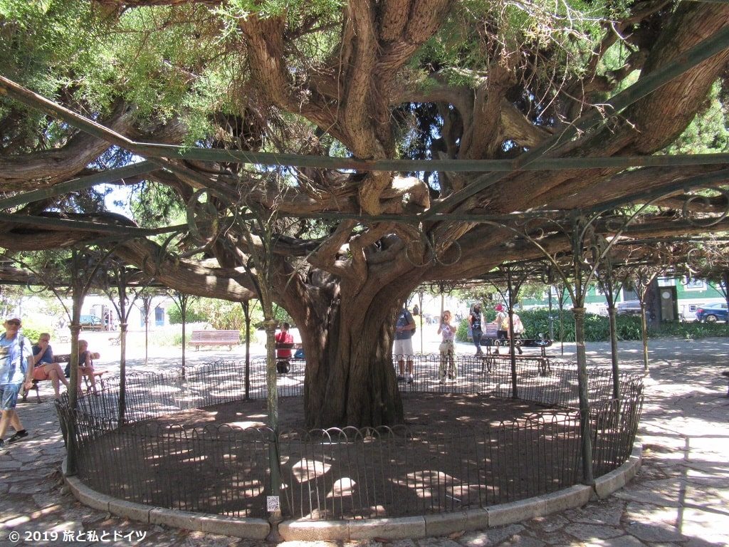 プリンシペ・レアル公園にあるリスボン一古い杉の木